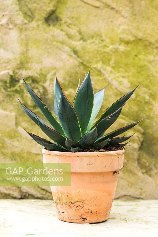 Agave 'Blue Glow' in a small pot