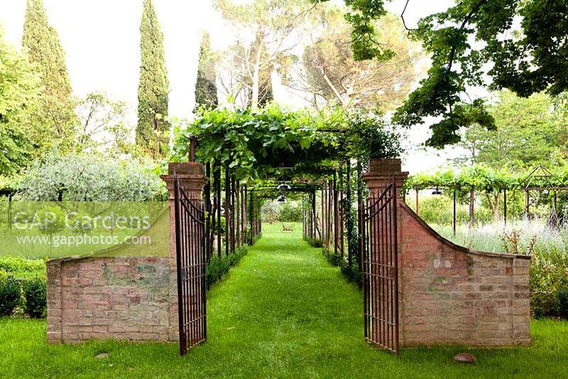 Entrance to pergola covered with Vitis - Vine 