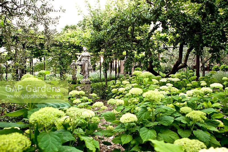 View overbed of Hydrangea macrophylla to statue in front of pergola