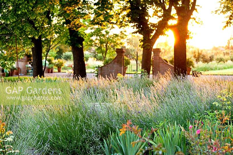 View over Lavandula angustifolia - English Lavender - to entrance gates and line of trees