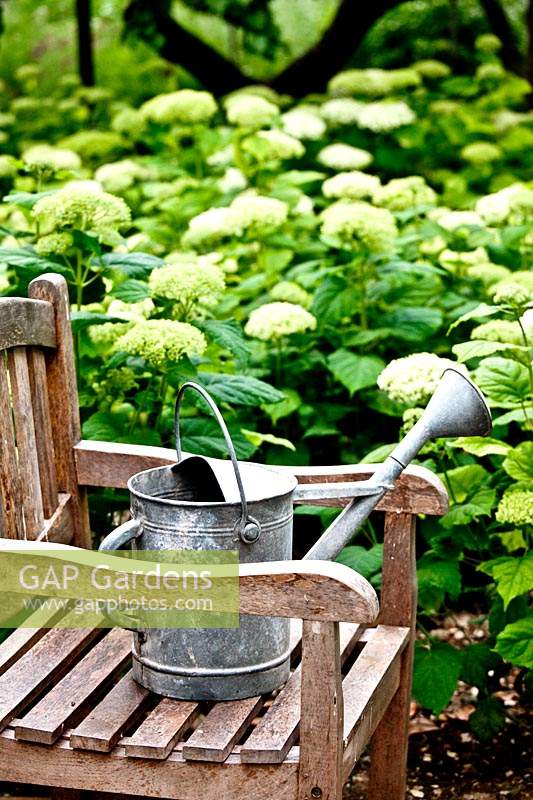 Watering can on chair, Hydrangea nearby