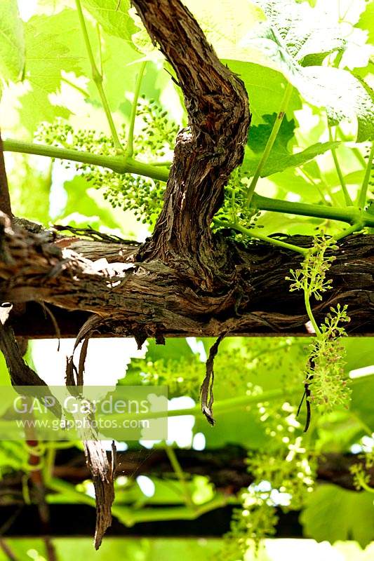 Vitis vinifera - Grape Vine - mature branches with young foliage and flowers 