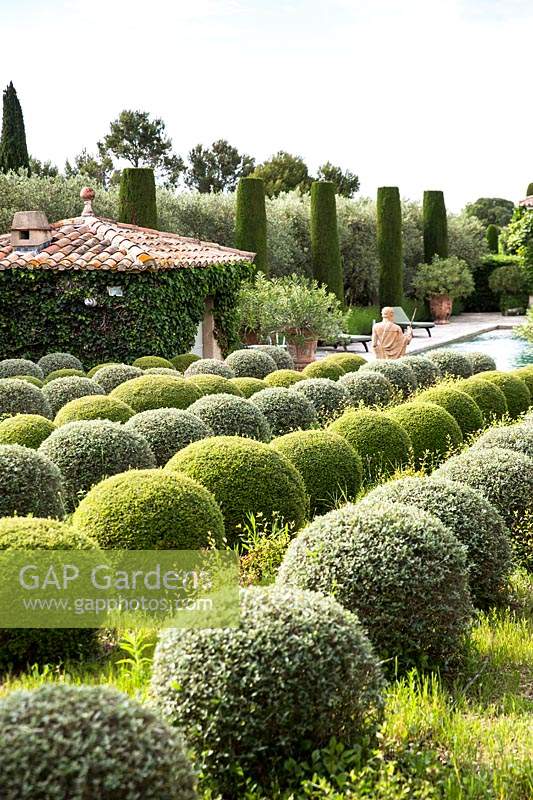 Mixed topiary spheres.  The garden focuses on perfumed evergreens - pitosfori, olive trees, oleanders and lonicera nitida.