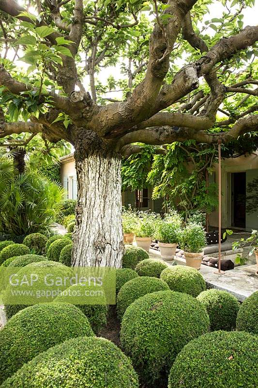 Topiary balls and mature mulberry tree