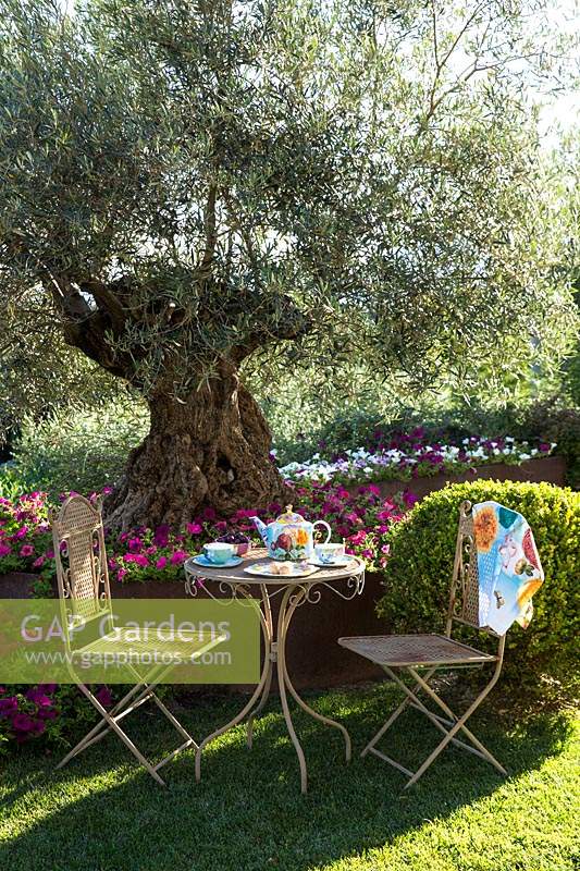 Seating near old Olea europaea - Olive - tree