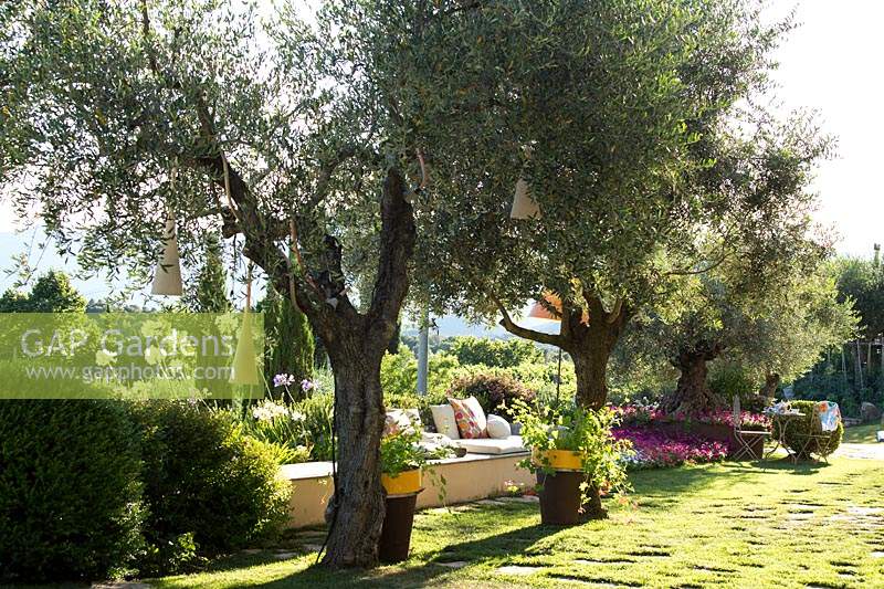 Line of old Olea europaea - Olive - trees with hanging baskets and lighting, relaxed seating behind 