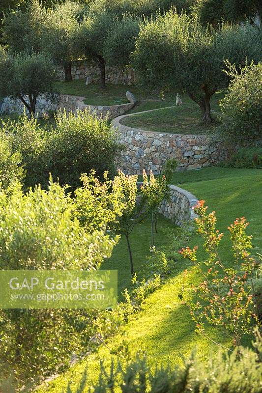 Lawn and trees including Olea europaea - Olive - trees, on terraces made from stone walls 