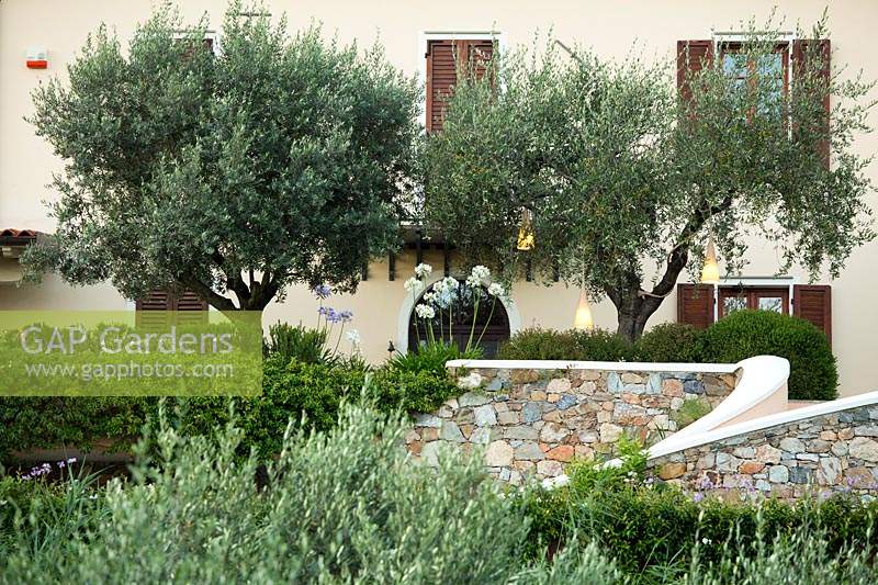 Front of house with Olea europaea - Olive - trees and stone walls 