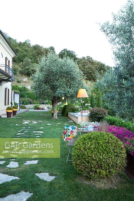 View along lawn with paved stepping stones, seating and Olea europaea - Olive - tree near house 