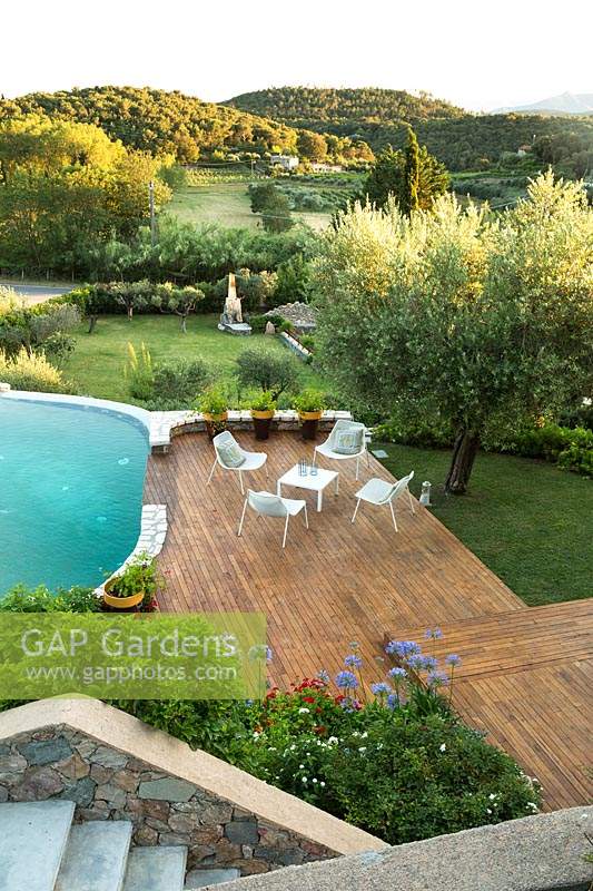 View over swimming pool and decked area with seating to landscape beyond, Olea europaea - Olive - tree and Agapanthus near deck 