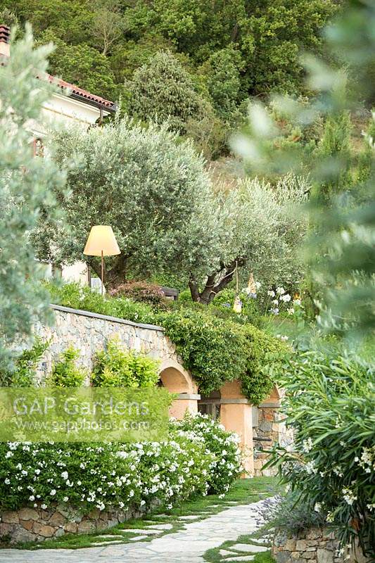 The facade of the house between cypresses and rosemary, agapanthus and olive trees. solanum jasminoides on the wall