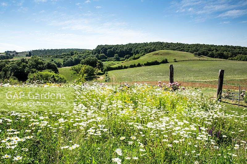View over meadow with Leucanthemum vulgare - Oxeye Daisy - to hills and trees beyond 