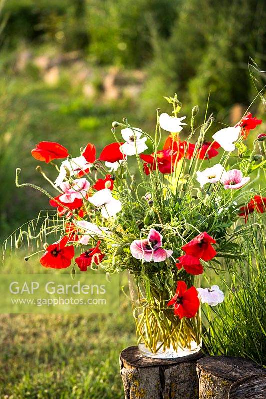 Vase of Papaver - Poppy - cut flowers 