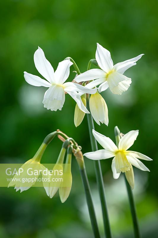 Narcissus 'Thalia' - Daffodil 