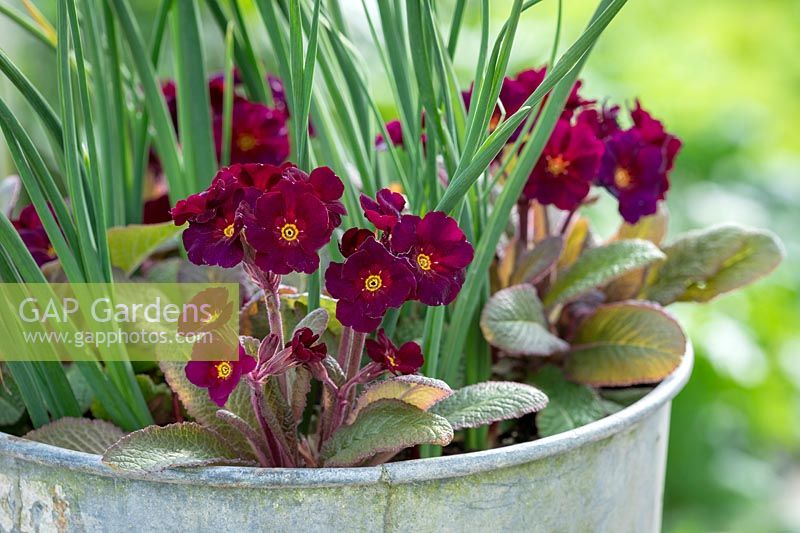 Polyanthus 'Stella Lilac Dark' syn. 'Stella Neon Violet' growing with Iris 'Red Embers' in a metal pot