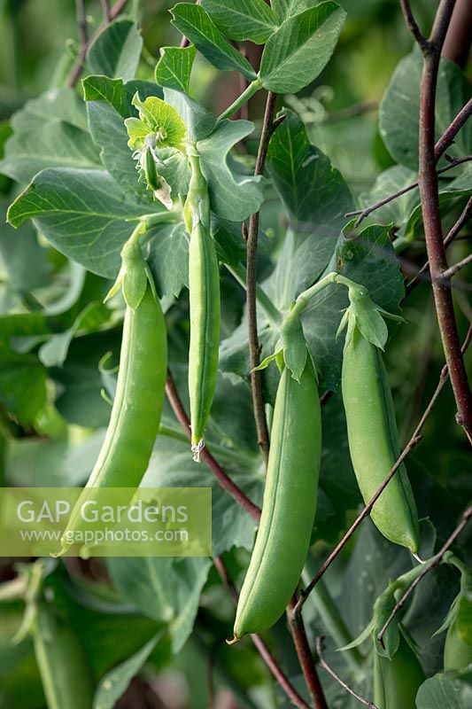 Pisum sativum 'Nairobi' - Pea - growing up pea sticks