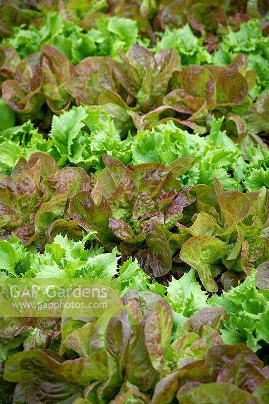 Lactuca sativa - Lettuce - 'Merveille des Quatre Saisons'  syn. 'Marvel of Four Seasons' and 'Reine de Glace' 