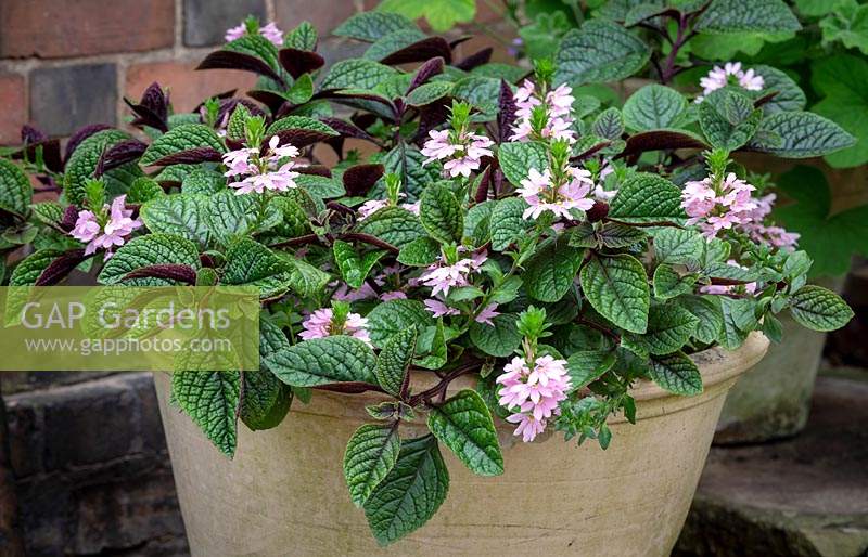 Shade container planting of Scaevola 'Topaz Pink' with Plectranthus ciliatus