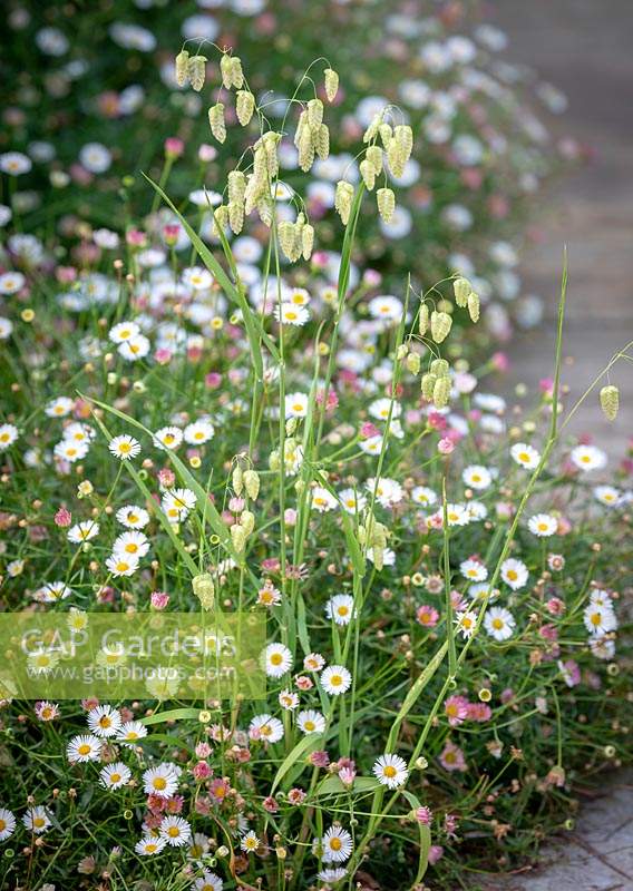 Self-seeded Briza maxima - Greater Quaking Grass - with Erigeron karvinskianus syn. mucronatus - Mexican Daisy