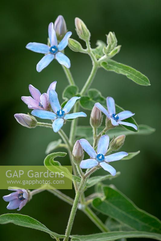 Tweedia coerulea syn. Oxypetalum caeruleum - Blue Milkweed