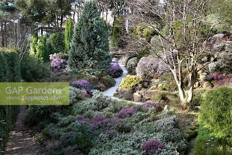 The Heather Garden, overview with path through banks of Heather with trees