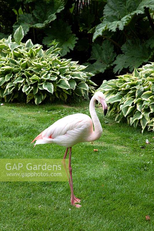 Flamingo on lawn in front of Hosta and Gunnera