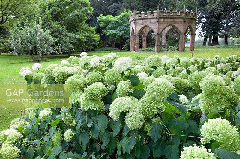 Hydrangea in front of stone crenellated gazebo set in lawn 