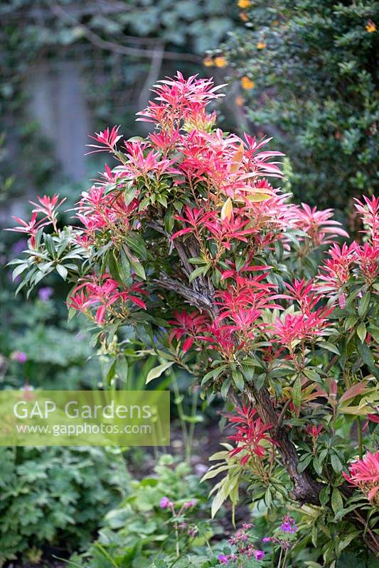 Pieris showing colourful new growth