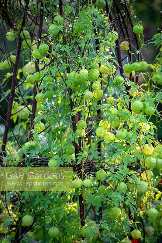 Cardiospermum halicacabum - Balloon Vine, Love in a Puff -  growing up a Birch teepee