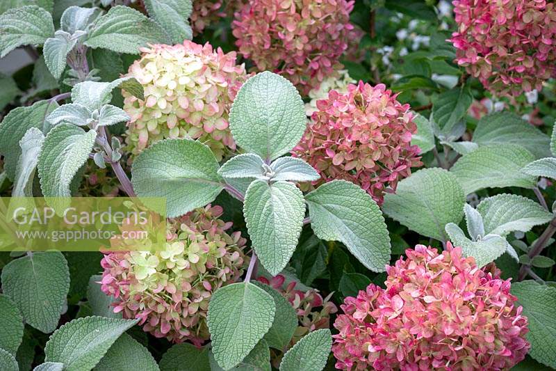 Hydrangea paniculata 'Little Lime' syn. 'Jane' and  Plectranthus argentatus 'Silver Shield' AGM - Silver Spurflower