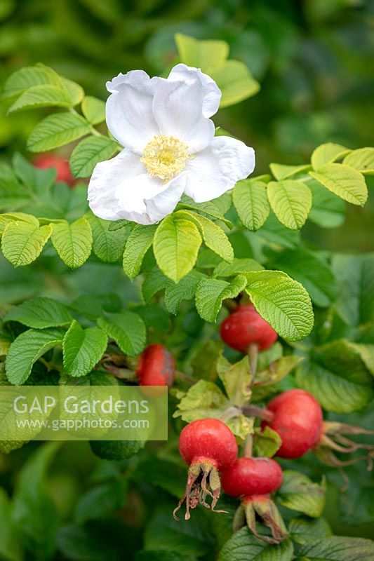 Hips and flower of Rosa 'Blanche Double de Coubert' syn. Rosa rugosa 'Blanc Double de Coubert' - Shrub Rose