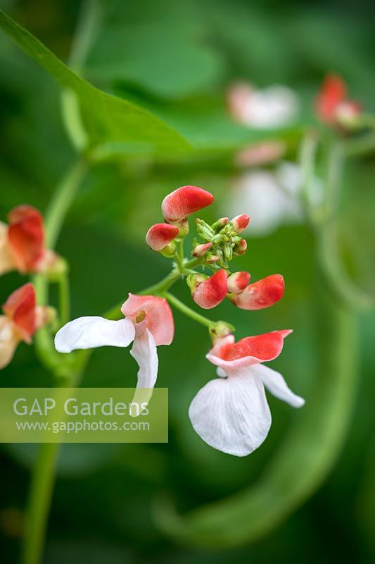 Phaseolus coccineus 'Hestia' - Dwarf Runner Bean - flower