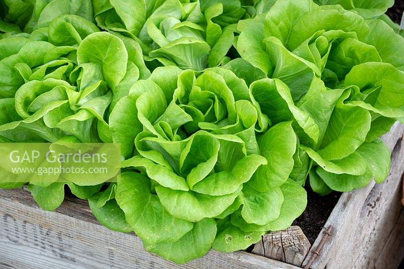 Lactuca sativa 'Descartes' - Lettuce - grown in a wooden box