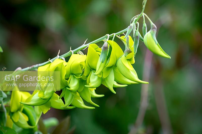 Crotalaria laburnifolia AGM - Bird Flower
