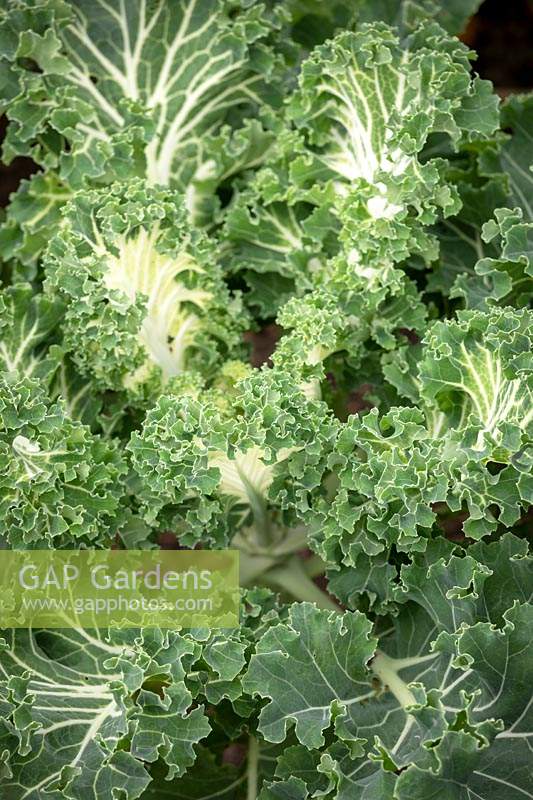 Kale 'Emerald Ice' - Brassica oleracea Acephala Group 'Emerald Ice'