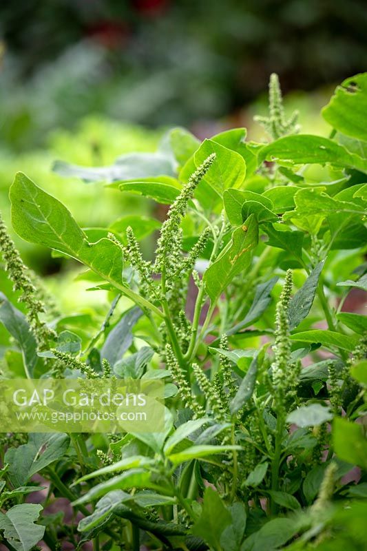 Young emerging flowers of Amaranthus tricolor 'Green Giant' - Callaloo, Chinese Spinach