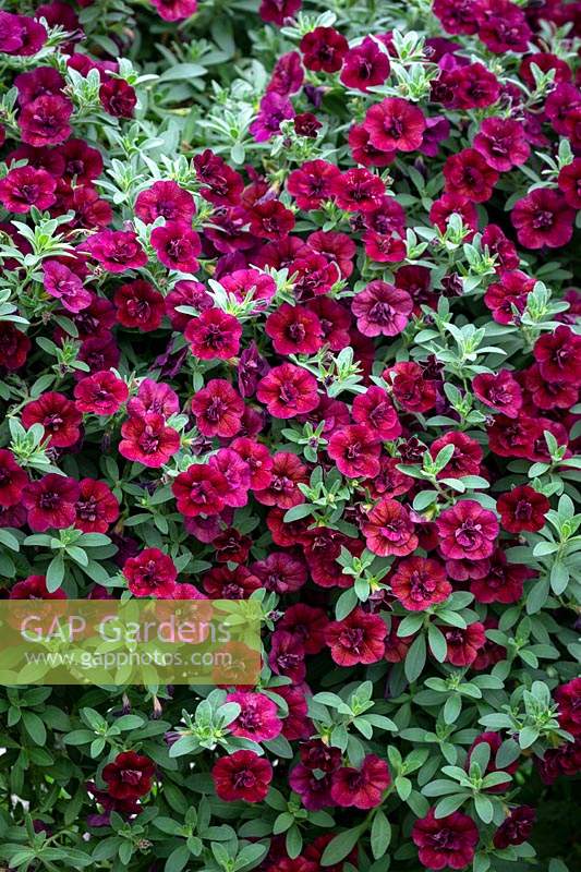 Calibrachoa 'Double Can Can Wine Red' - Million Bells
