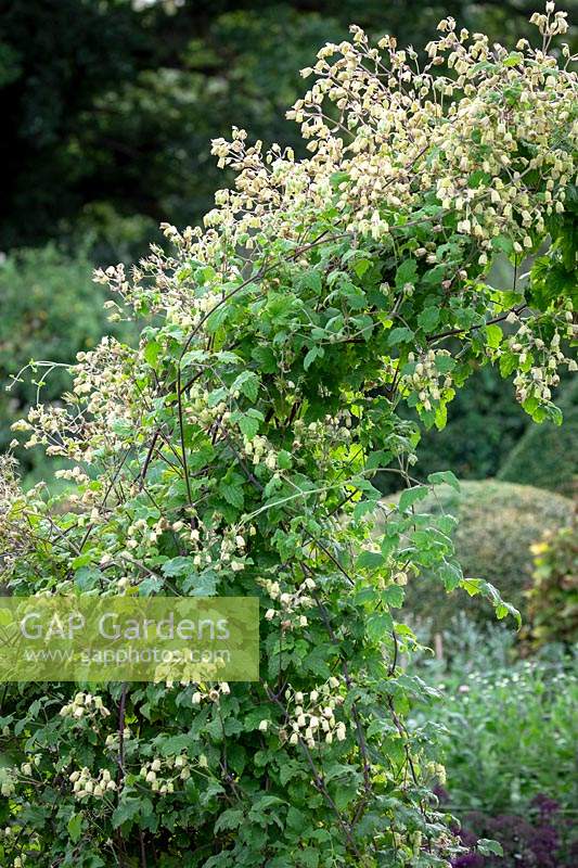 Clematis rehderiana AGM syn. Clematis buchananiana Finet and Gagnep, Clematis nutans Becket - Nodding Virgin's Bower - growing over an arch