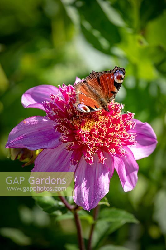 Peacock butterfly on Dahlia 'Dad's Favourite'