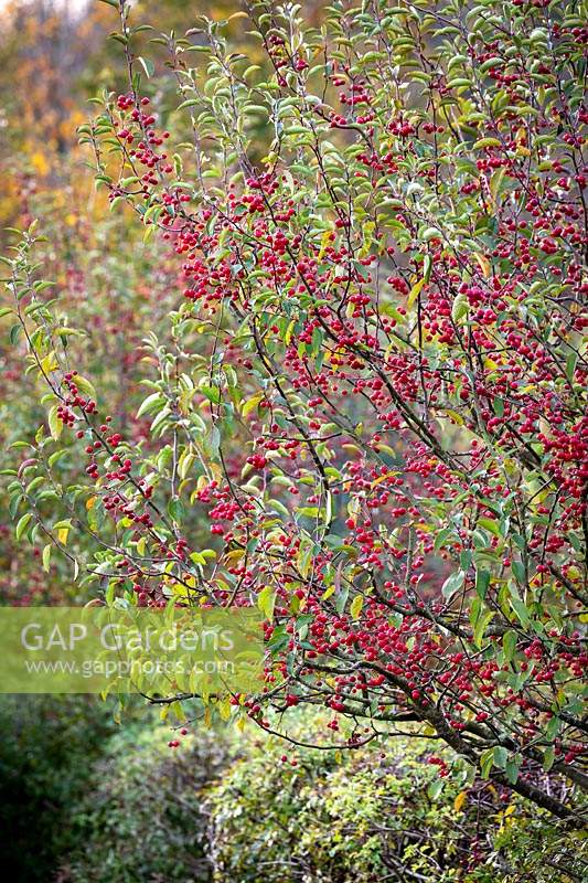 Malus 'Dartmouth' berries syn. Malus pumila 'Dartmouth' - Crabapple