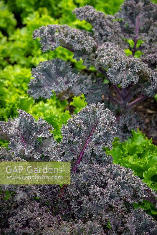 Lettuce 'Can Can' and Kale 'Curly Scarlet' - Brassica oleracea var. Capitata