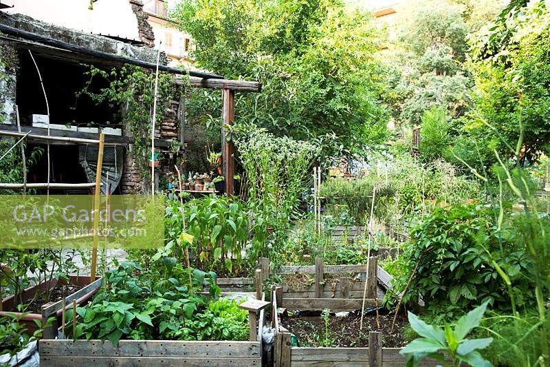 Community vegetable garden with raised beds 