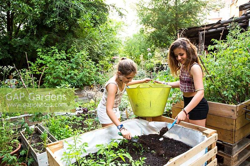 Girls planting in a community garden with wooden raised bed 