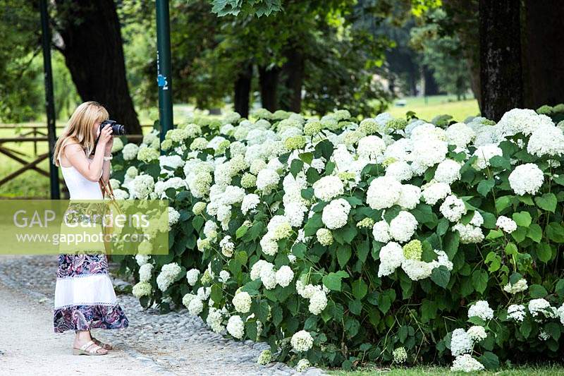 Woman taking photo of Hydrangea arborescens, sempione park, Milan public green