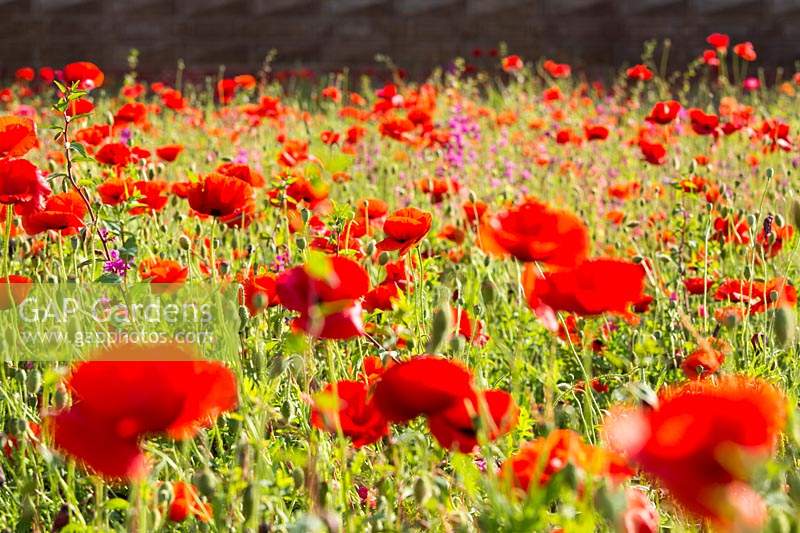 Poppies and wild flower
