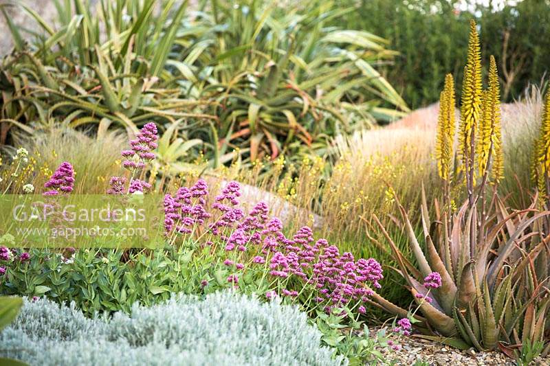 Mixed planting with Centranthus ruber - Red Valerian - with flowering Aloe 