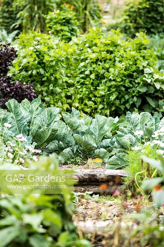 Vegetable garden, looking through plants to see a variety of different vegetables 