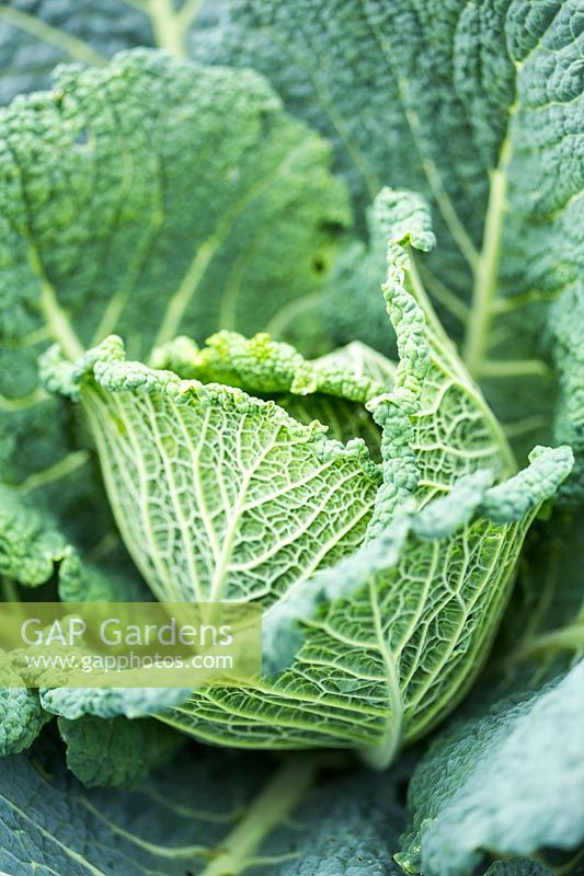 Brassica oleracea - Savoy Cabbage - forming on plant