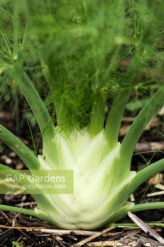 Foeniculum vulgare - Florence Fennel - swollen base on plant growing in ground