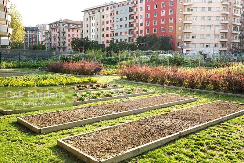 A vegetable garden with long raised beds with city buildings in background 